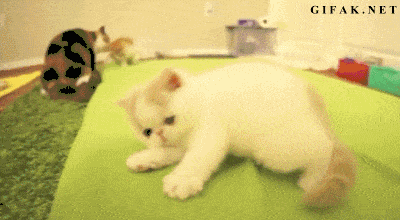 http://7xo6kd.com1.z0.glb.clouddn.com/upload-ueditor-image-20160214-1455413367600050580.gif